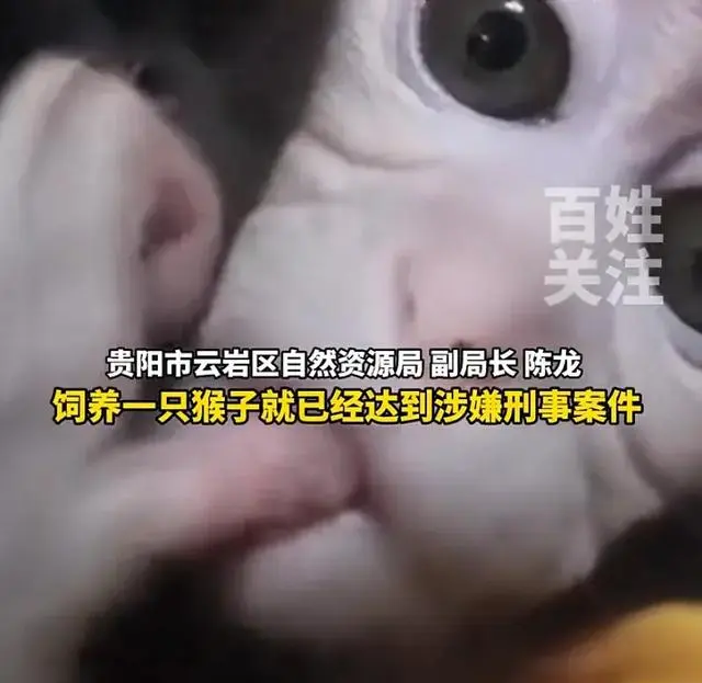 救下野生猕猴后，可以私自带回家饲养吗？律师解读