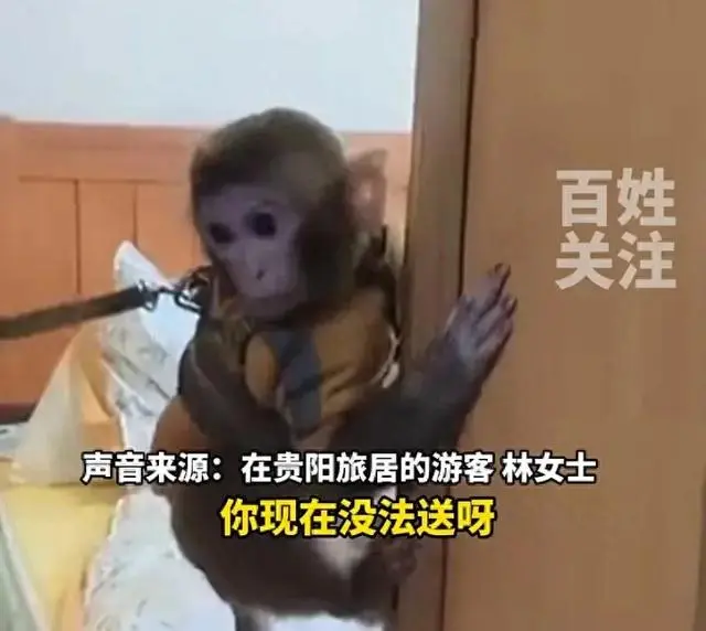 救下野生猕猴后，可以私自带回家饲养吗？律师解读